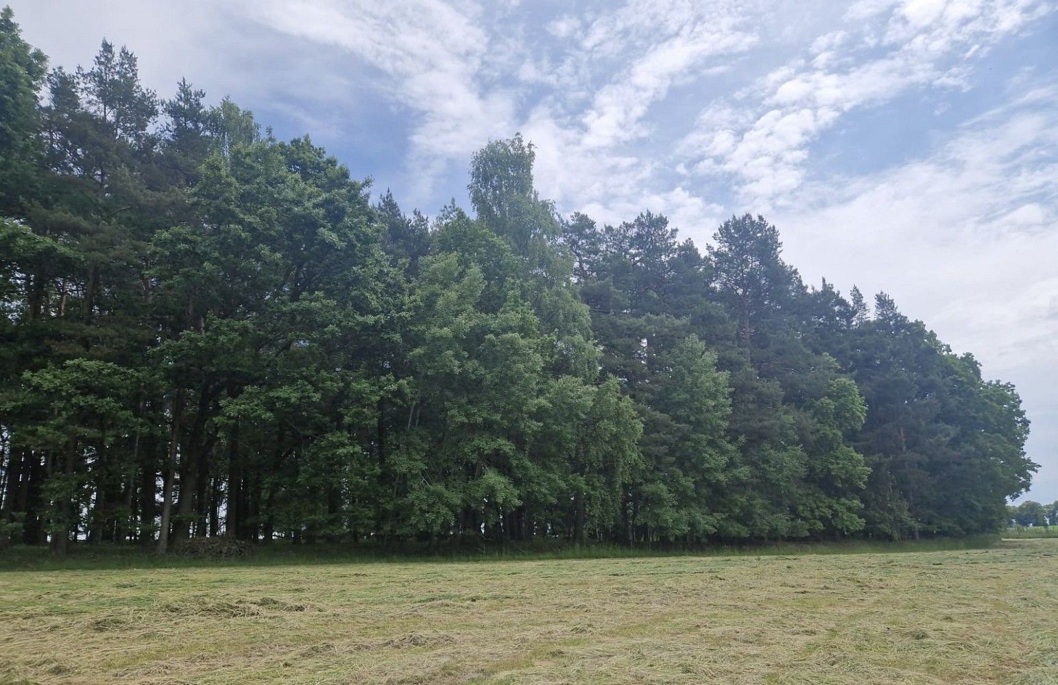 Prodej les - Paceřice, okres Liberec - 5