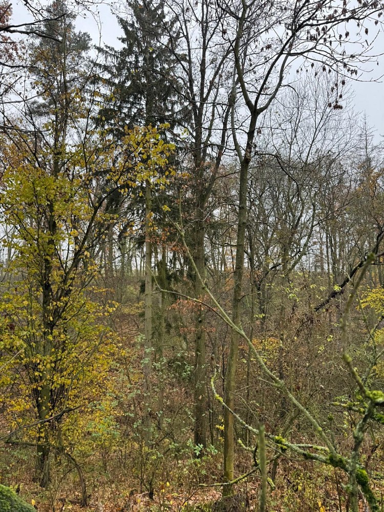Prodej les - Boreč - Drnovice - 5