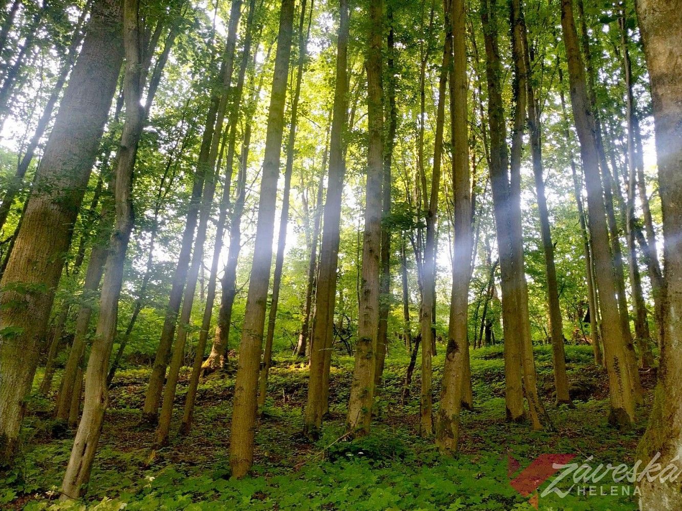 Les · Chorušice, okres Mělník, Středočeský kraj - 4