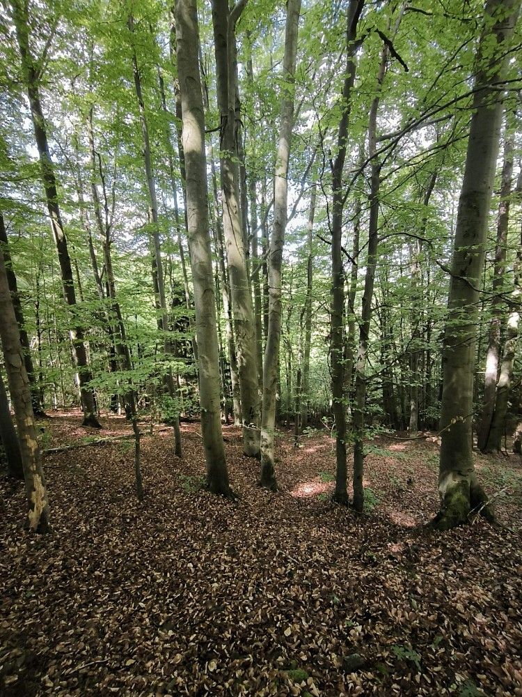 Les, 21 241 m²