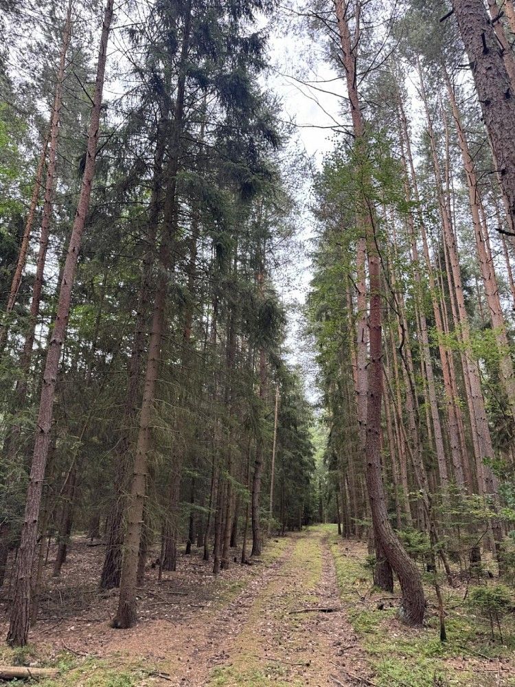 Prodej les - Velešovice, okres Vyškov, Jihomoravský kraj - 5