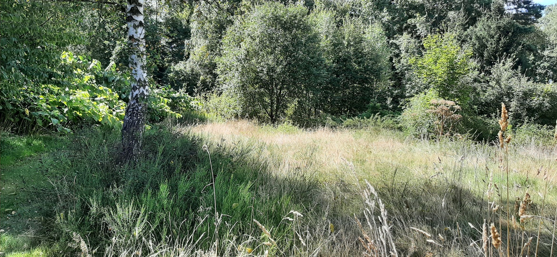 Komerční pozemek · Plesná Lomnička - 4