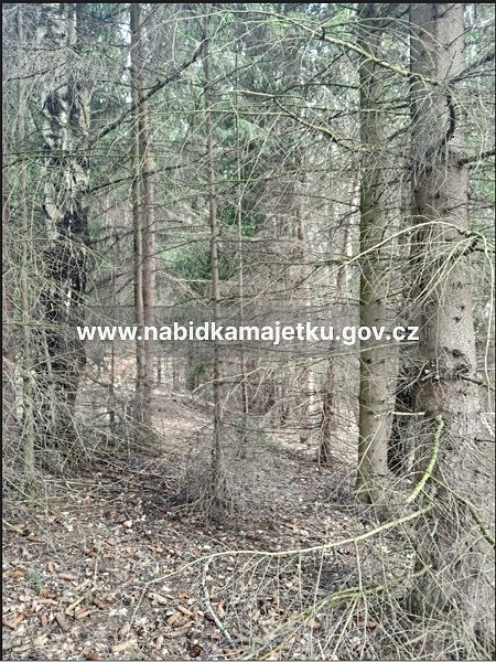 Prodej les - Ruda nad Moravou, okres Šumperk - 1