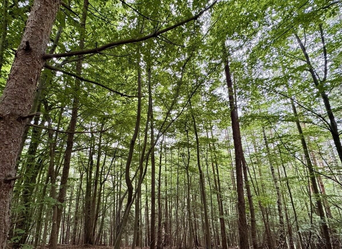 Prodej pozemek pro bydlení - Proseč u Skutče, 539 44