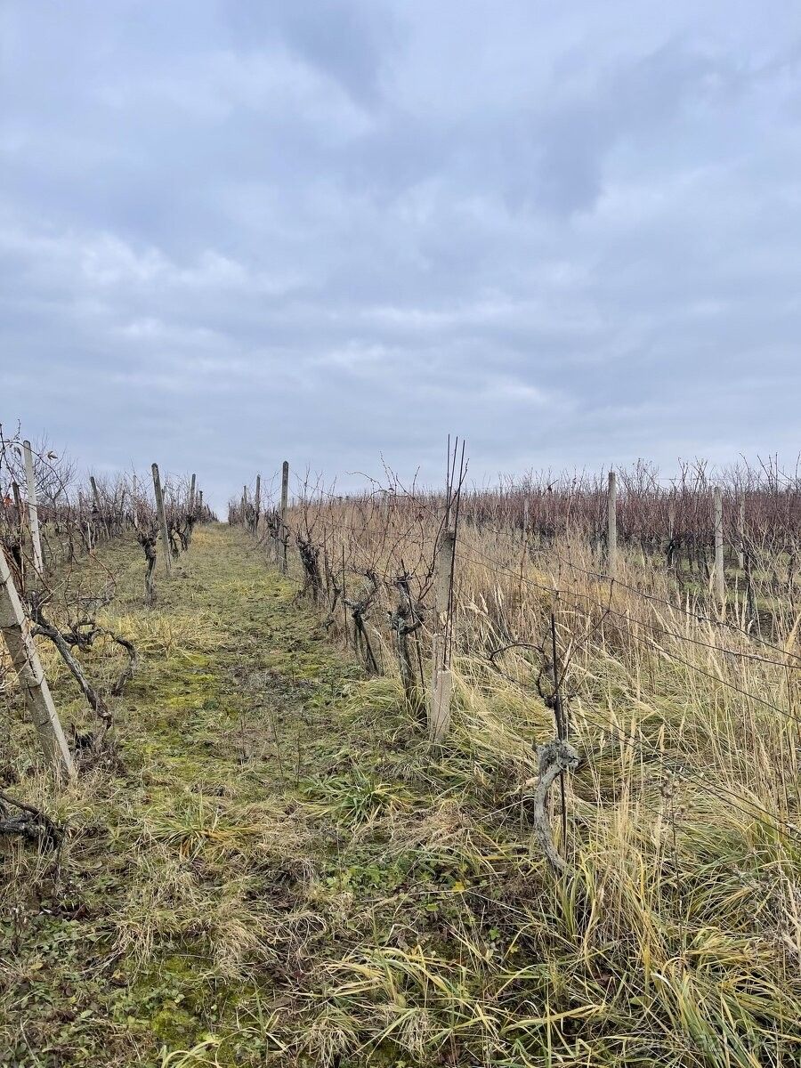 Prodej pozemek pro bydlení - Blatnice pod Svatým Antonínkem, 696 71