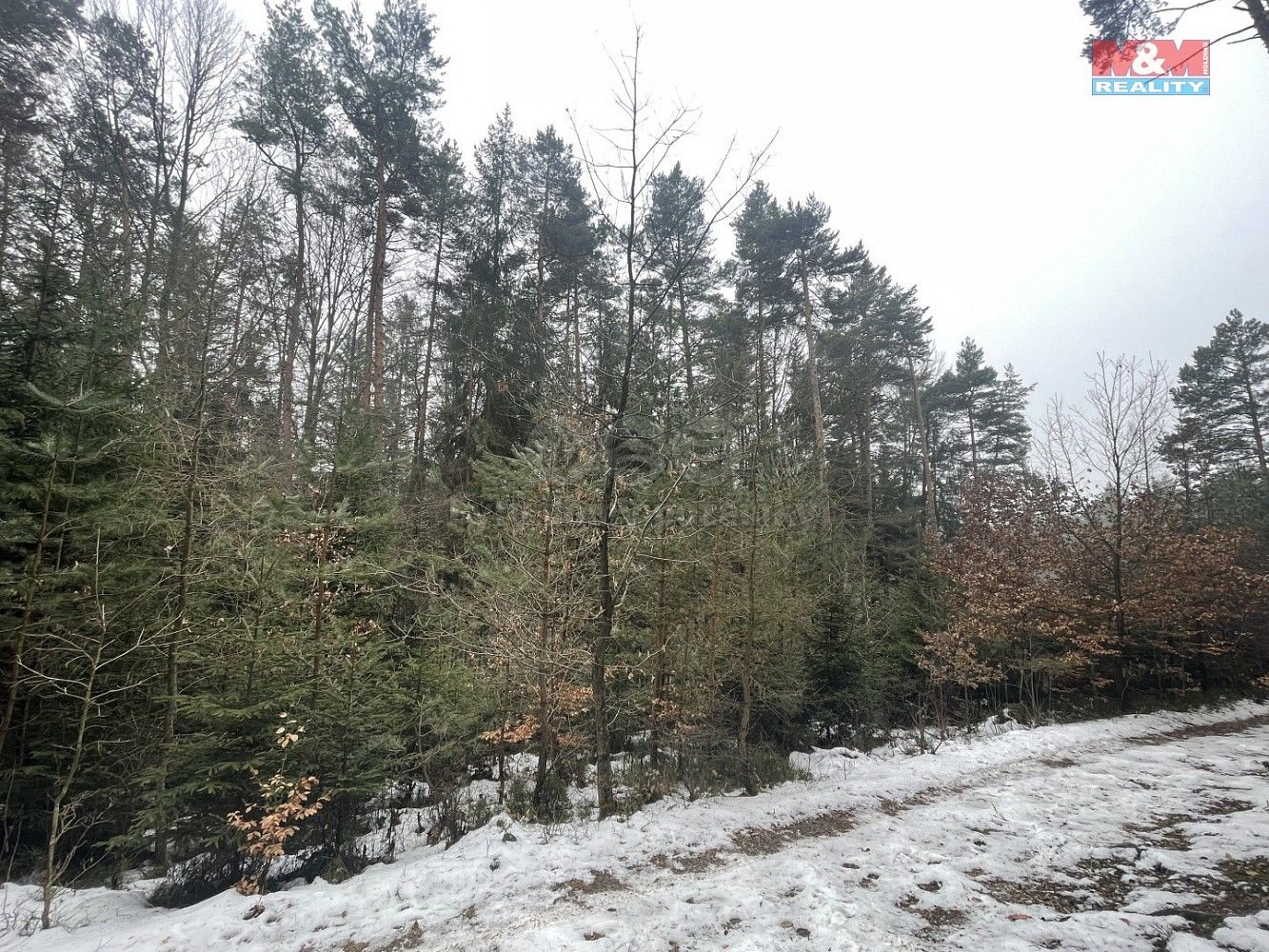 Lesy, Záhoří - Smrčí, okres Semily, Liberecký kraj - 1