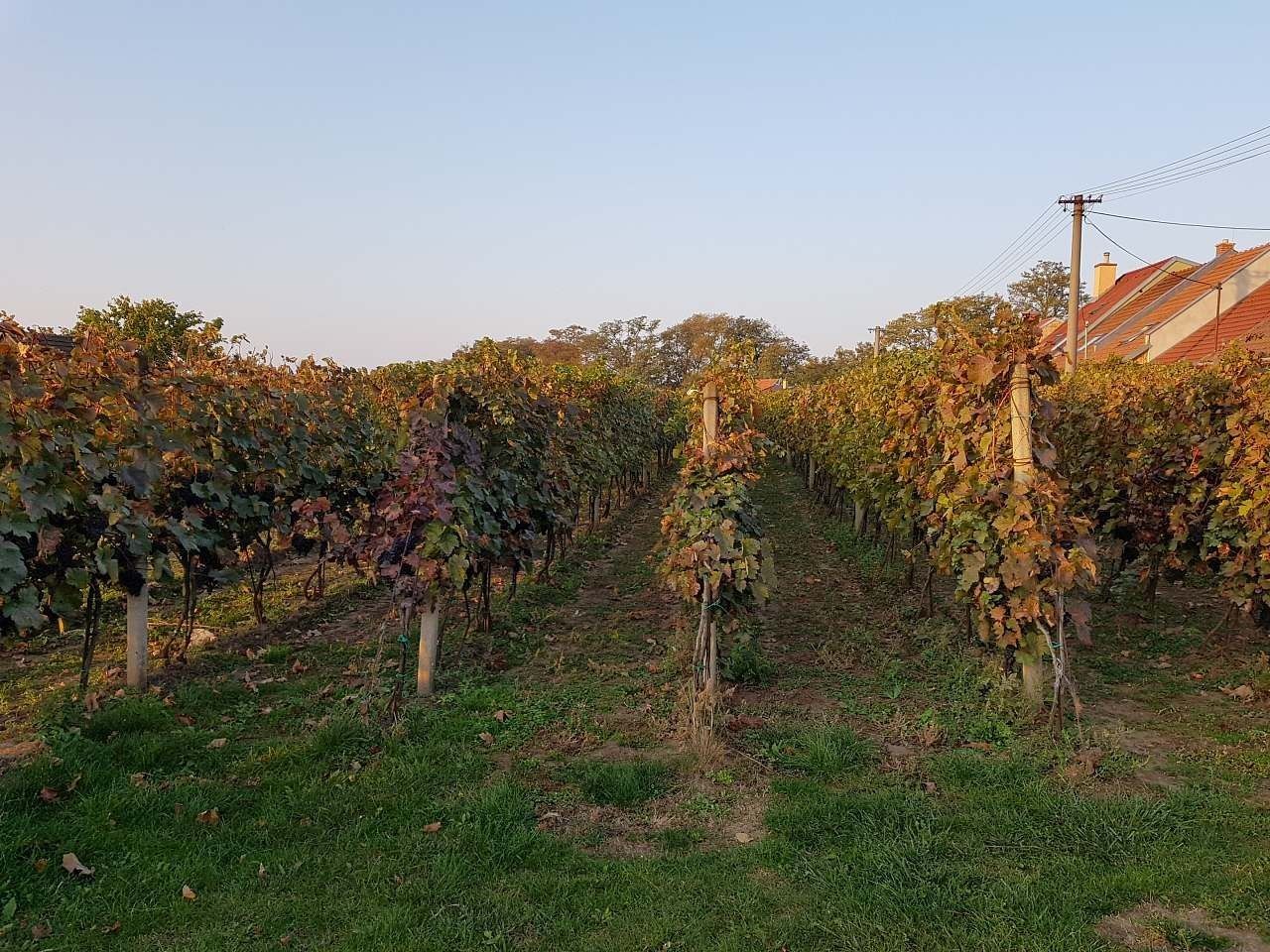 Chata · Prušánky, Jihomoravský kraj - 3
