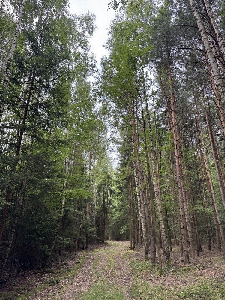 Prodej les - Velešovice, okres Vyškov, Jihomoravský kraj - 1