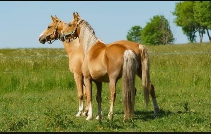 Pozemky pro bydlení, Planá u Mariánských Lázní, 348 15