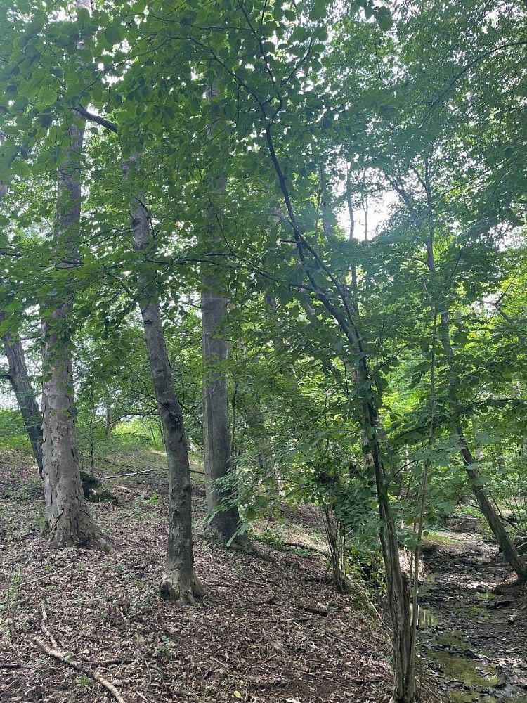 Prodej les - Vělopolí - Horní Bříza - 5