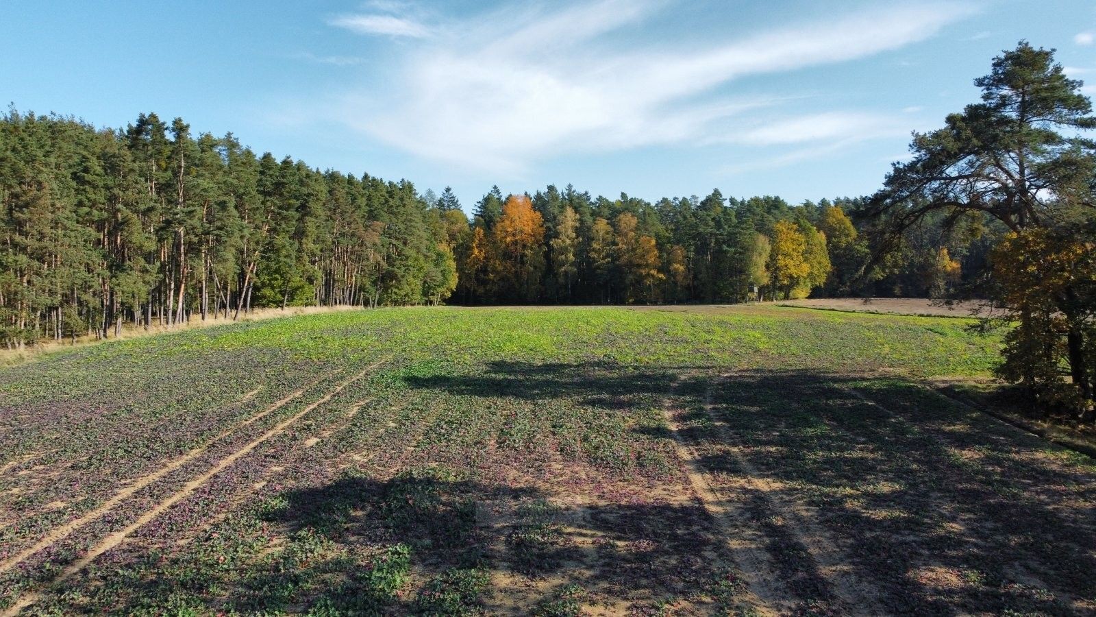 Zemědělský pozemek · 49 992 m² · Řípec - 4