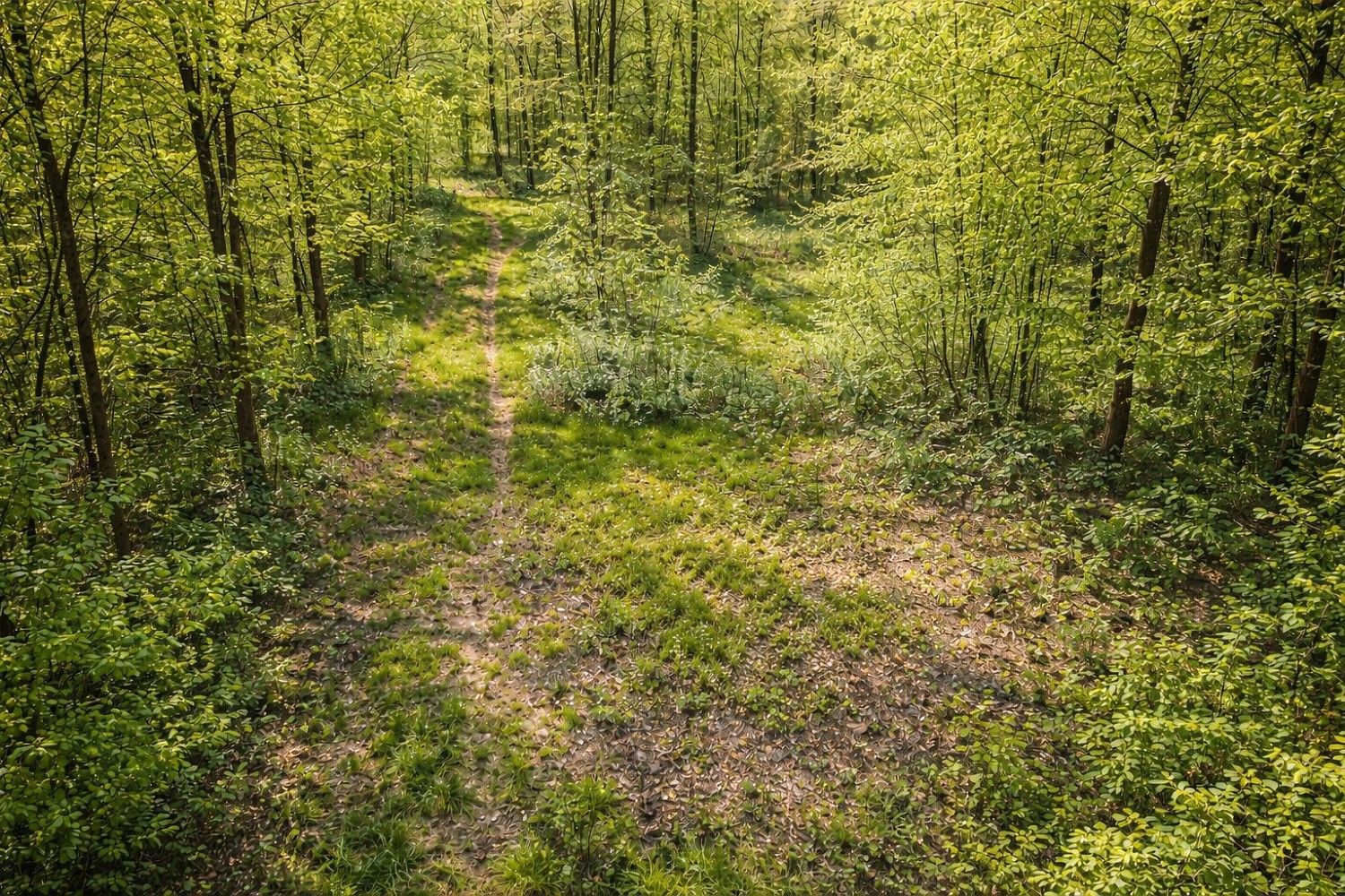 Les · Křelovice, okres Pelhřimov, Kraj Vysočina - 3