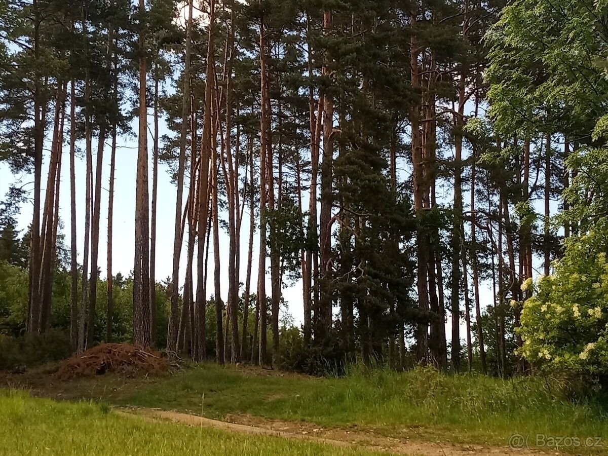 Lesy, Radomyšl, 387 31, 14 868 m²