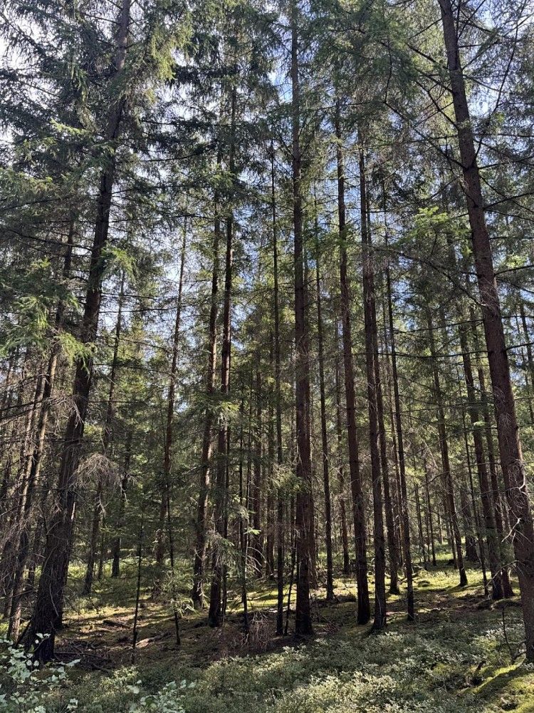 Lesy, Novosedly nad Nežárkou, okres Jindřichův Hradec - 2