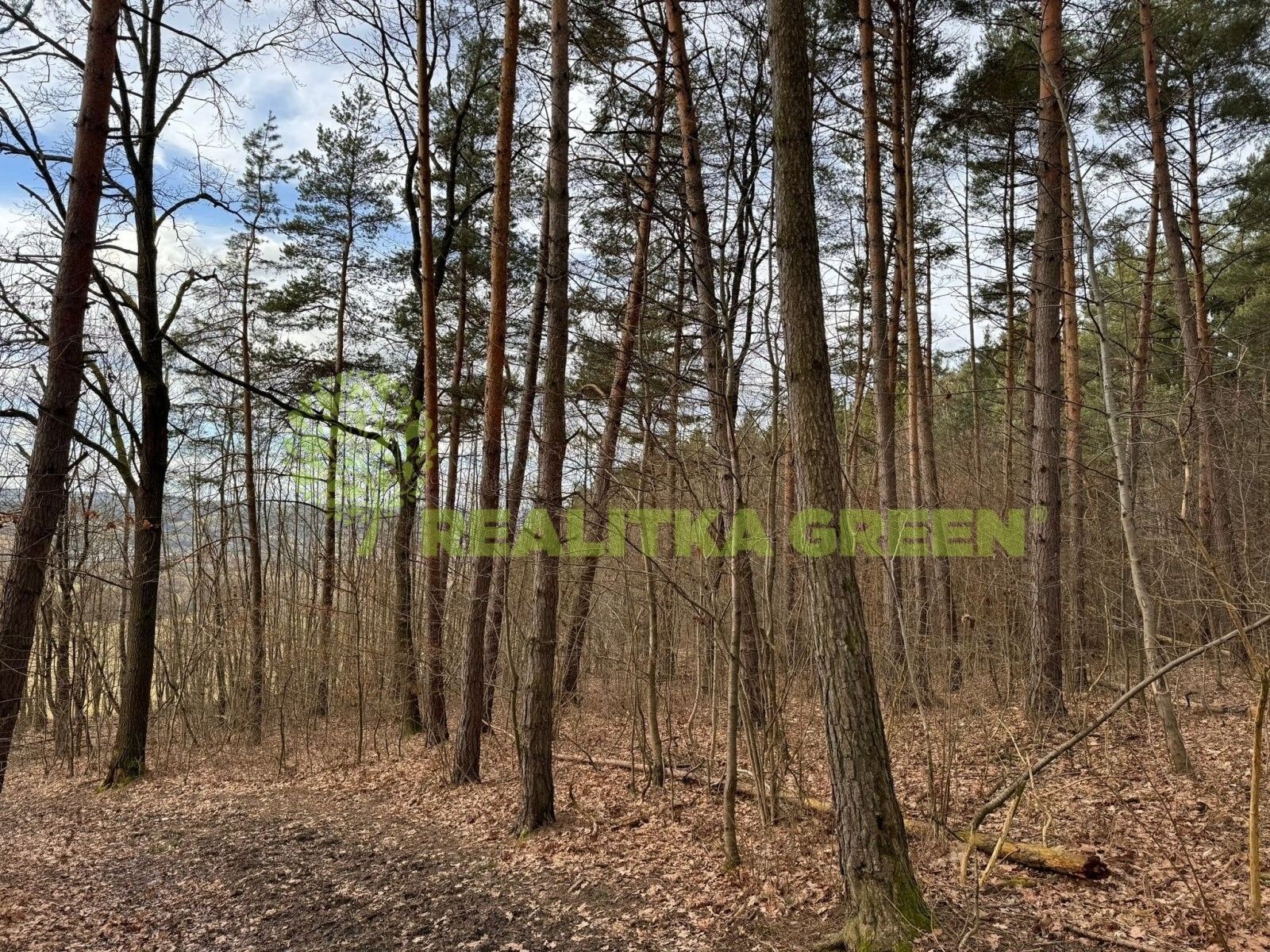 Prodej les - Vrbětice, Vlachovice, 4 408 m²