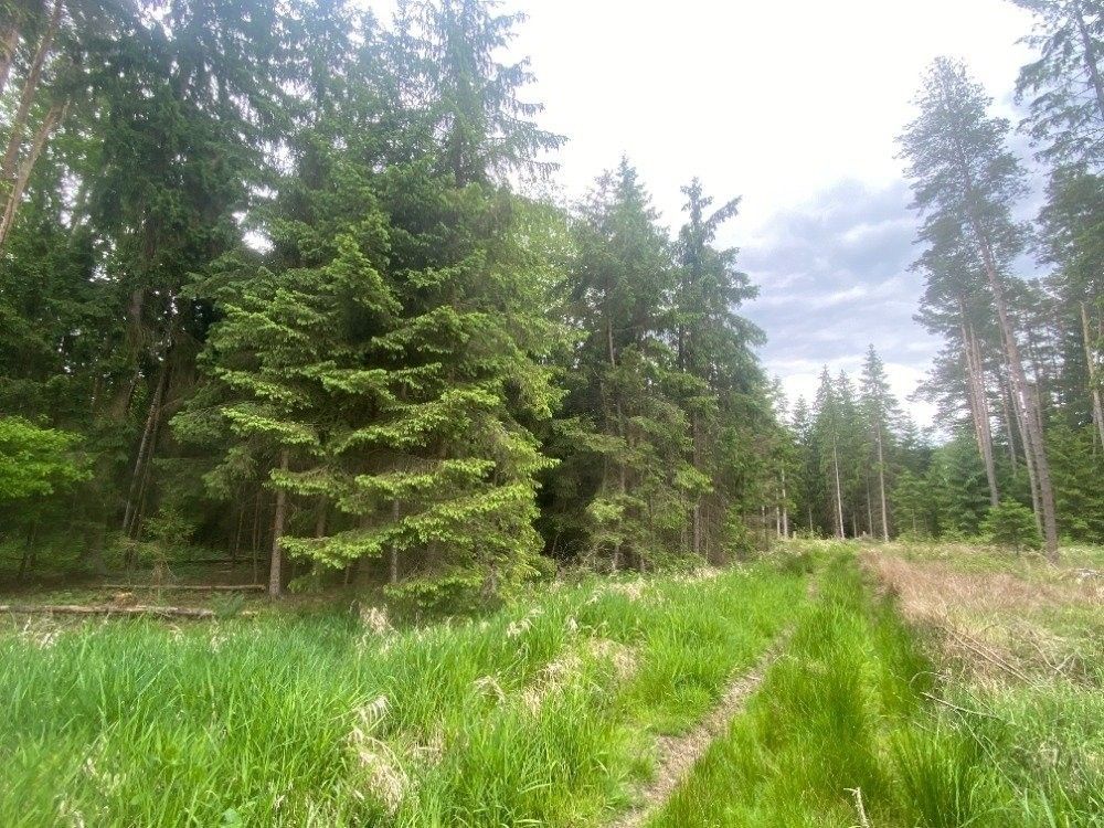 Prodej les - Blížejov