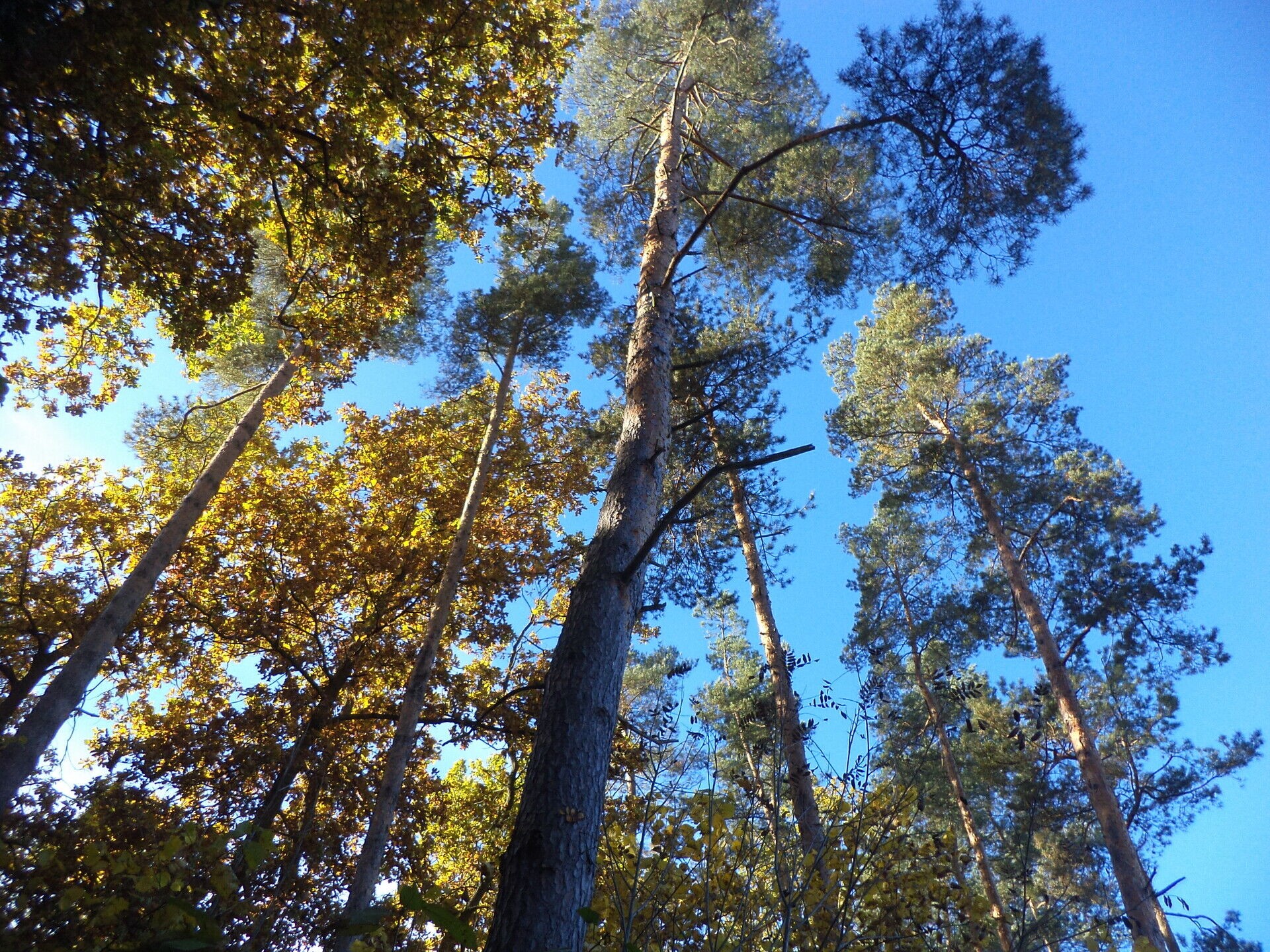 Louka · 2 102 m² · Římov Dolní Stropnice - 3