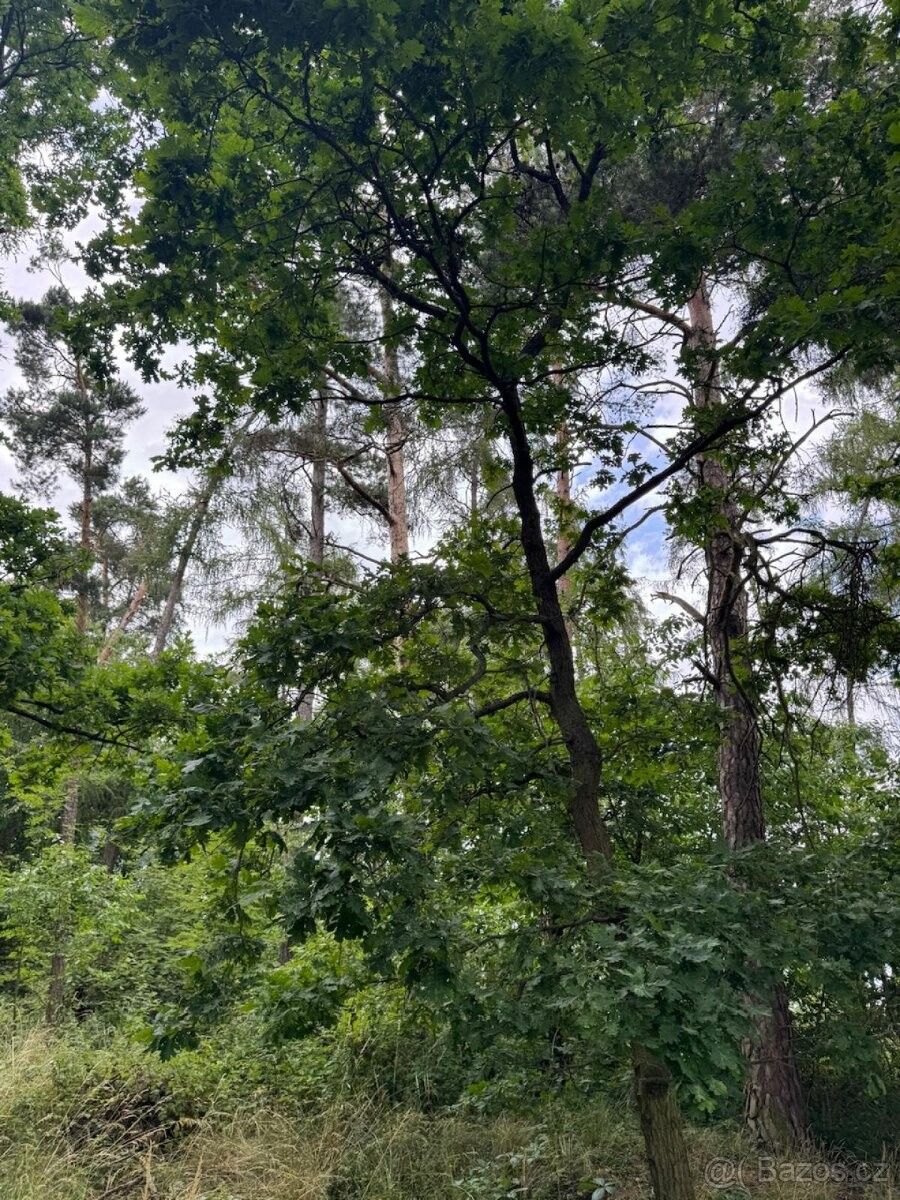 Prodej pozemek pro bydlení - Bavorov, 387 73