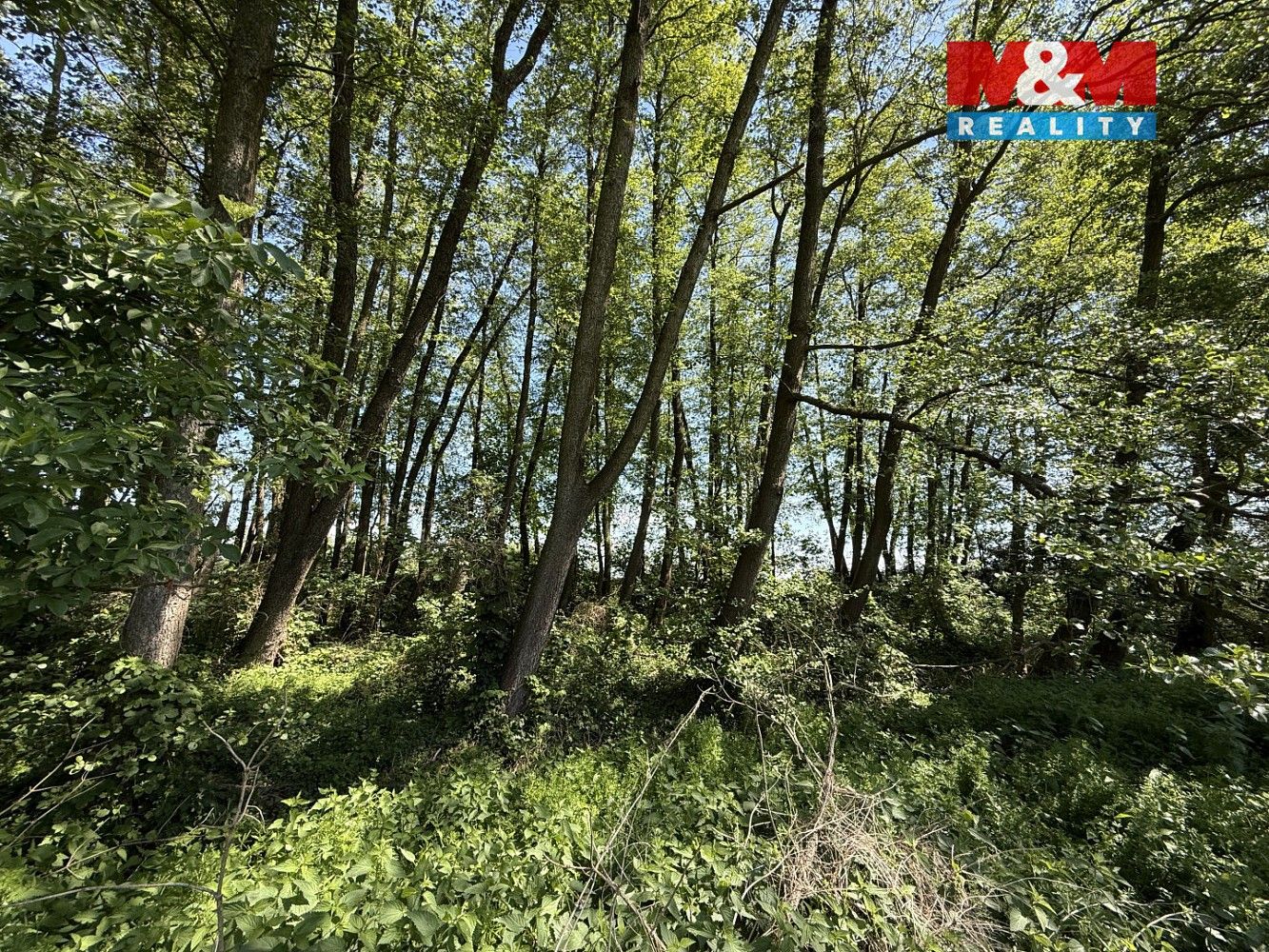 Lesy, Lysá nad Labem, okres Nymburk, Středočeský kraj - 2