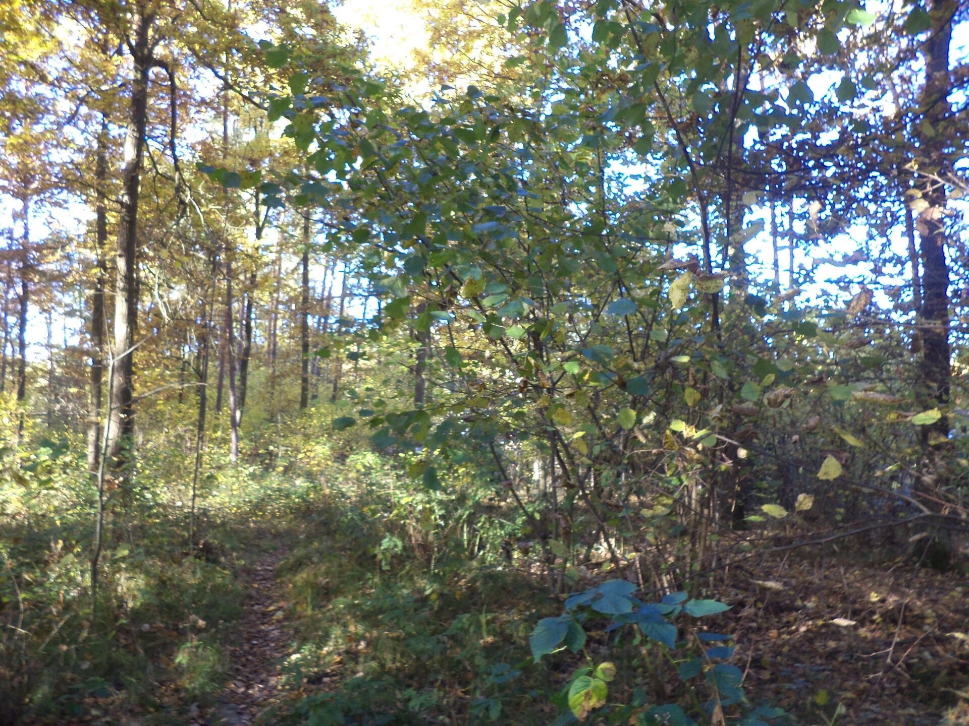 Prodej pozemek - Dolní Stropnice, Římov, 2 m²