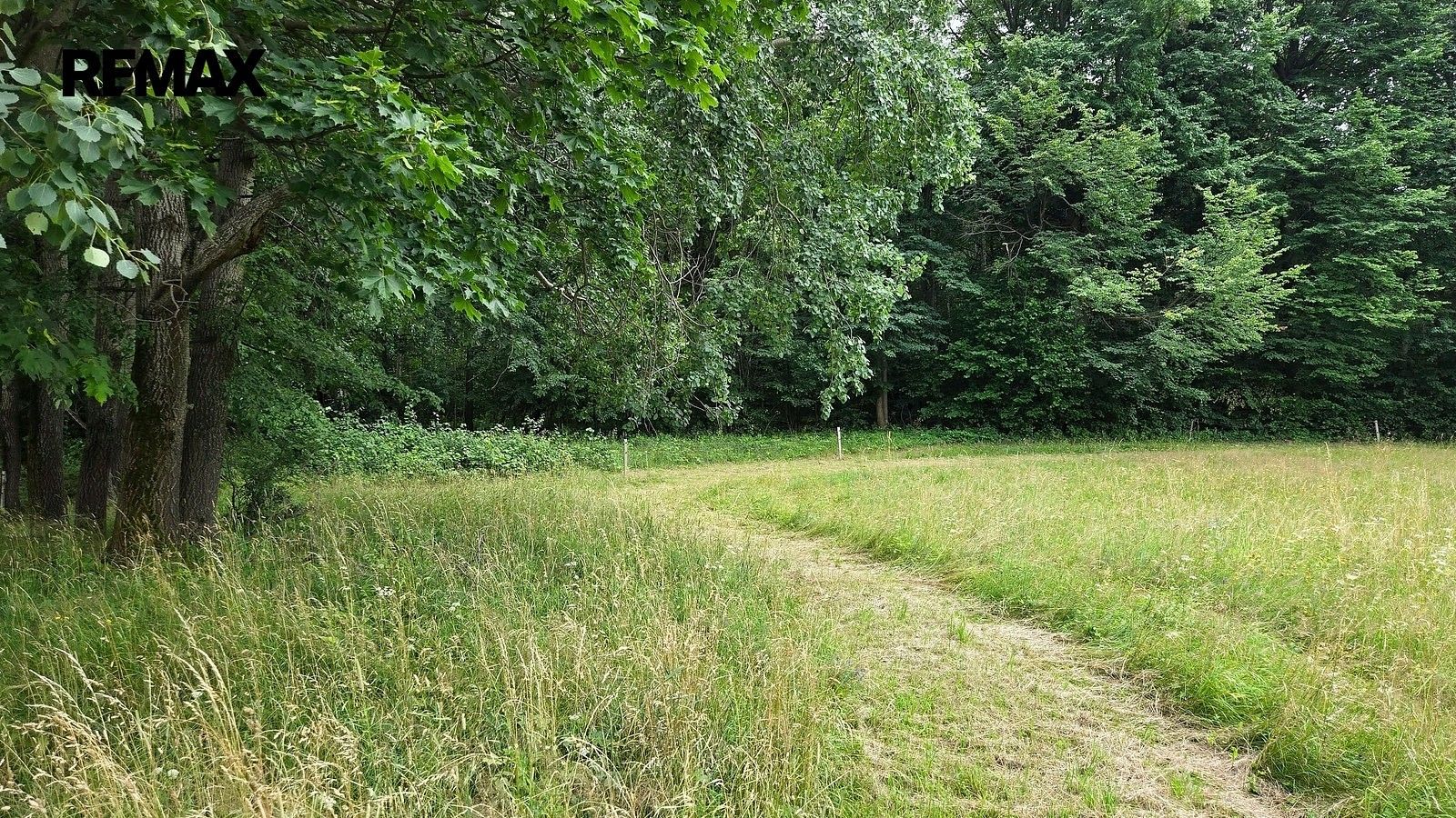 Les · Písečná, okres Jeseník, Olomoucký kraj - 4