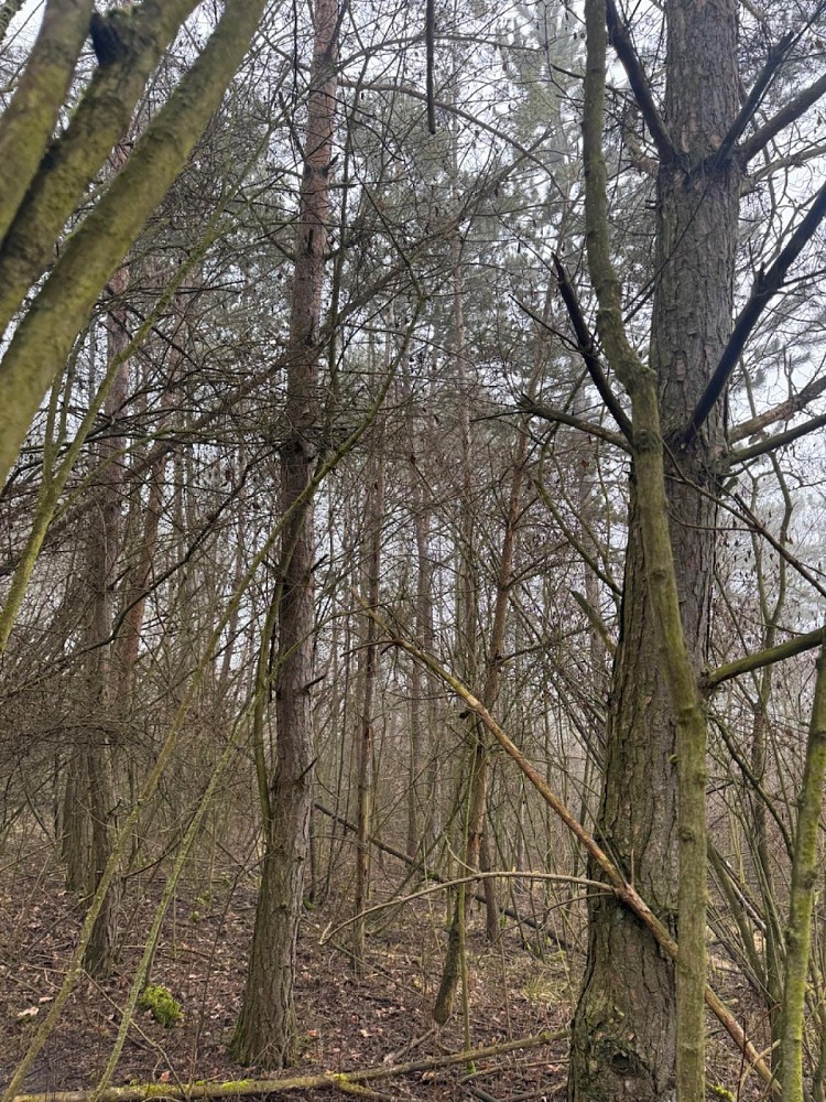 Les · Chotiněves - 3