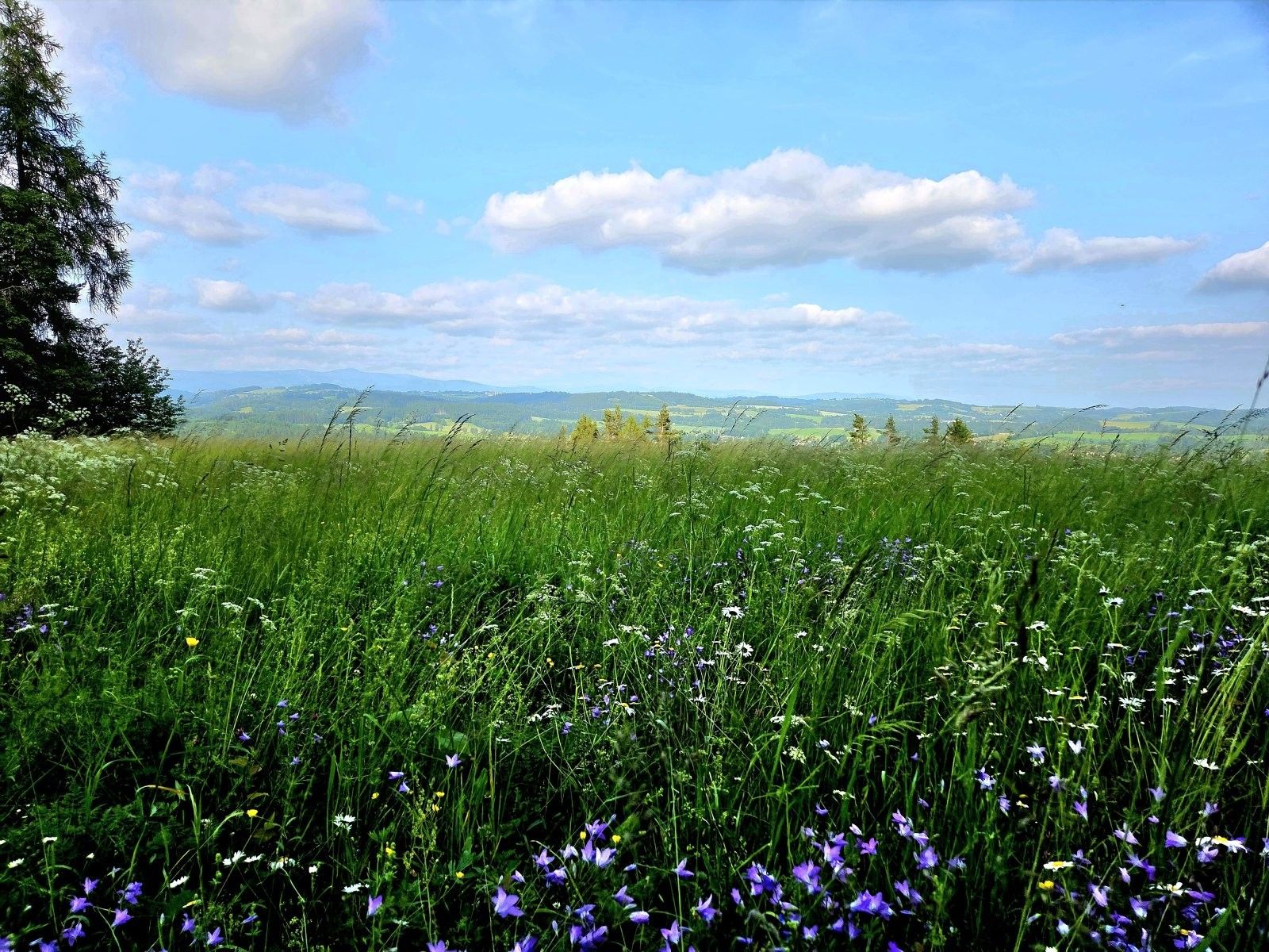 Prodej louka - Vlastiboř, 10 451 m²