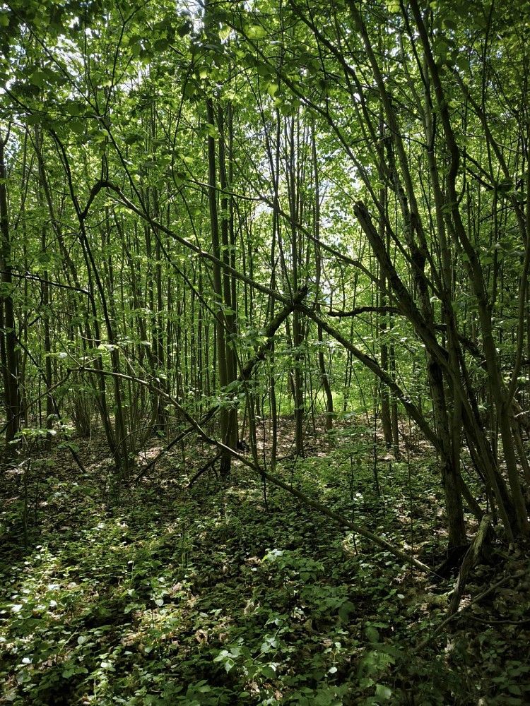 Lesy, Nový Hrozenkov - Velešovice - 2