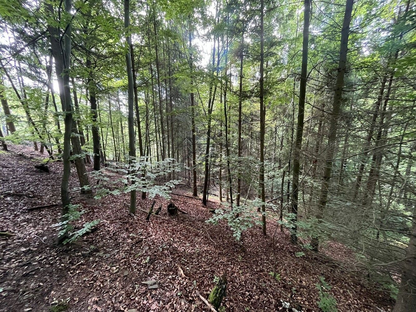 Les · Odry, okres Nový Jičín, Moravskoslezský kraj - 4