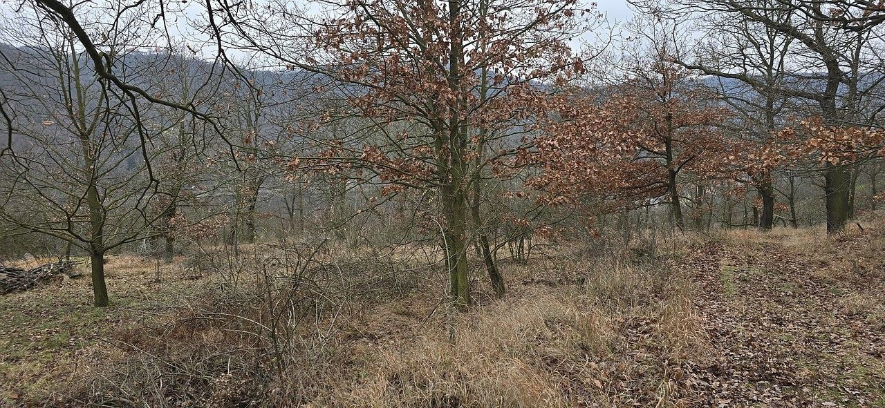 Les · Ústí nad Labem, Ústecký kraj - 4
