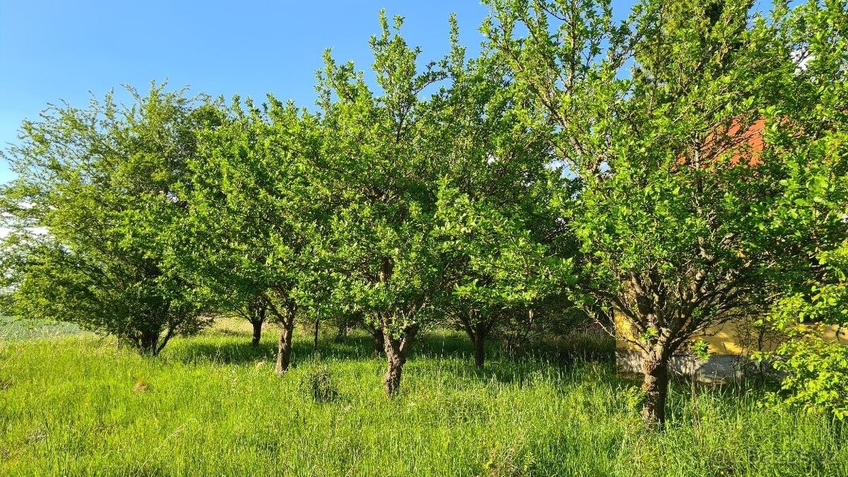 Pronájem pozemek pro bydlení - Bor u Tachova, 348 02 - 5