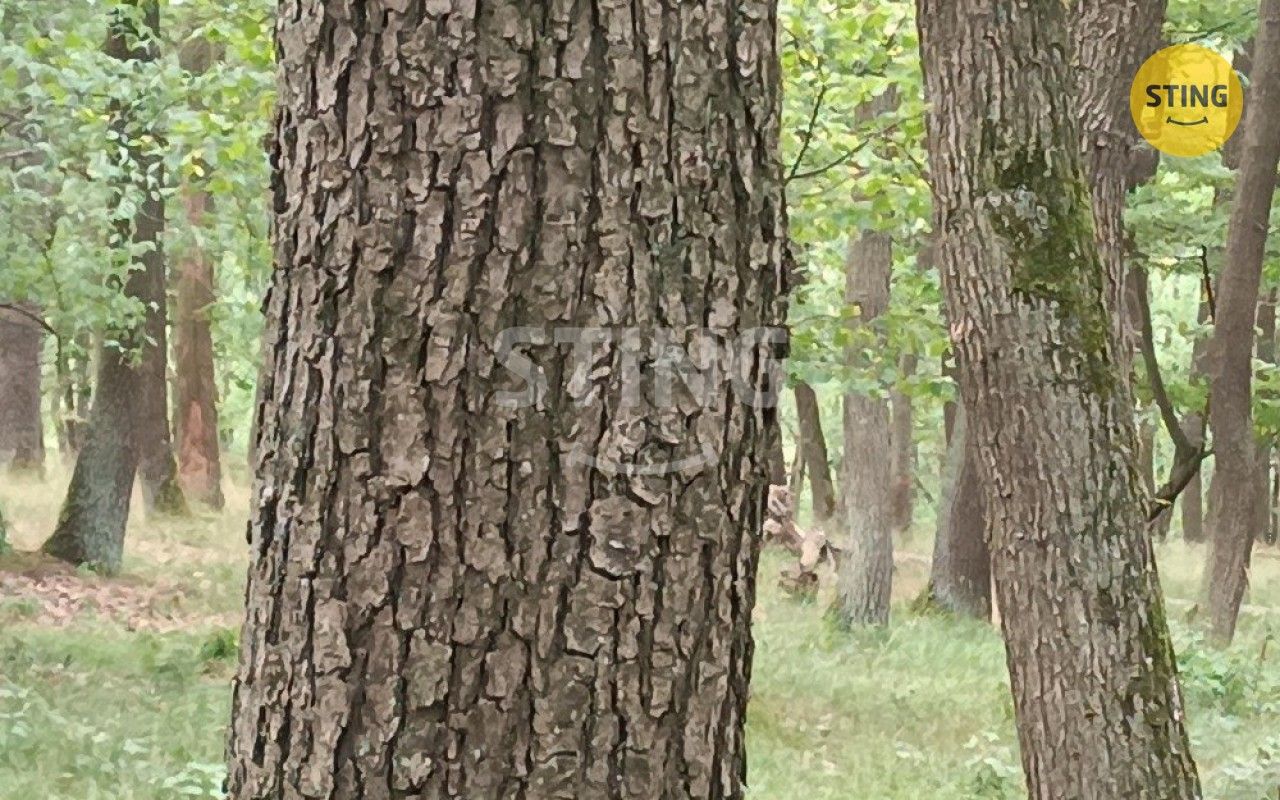 Les · 2 723 m² · Morkůvky - 3
