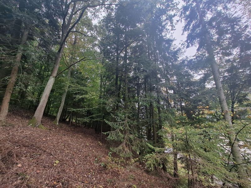 Prodej les - Rezecká, Nové Město nad Metují