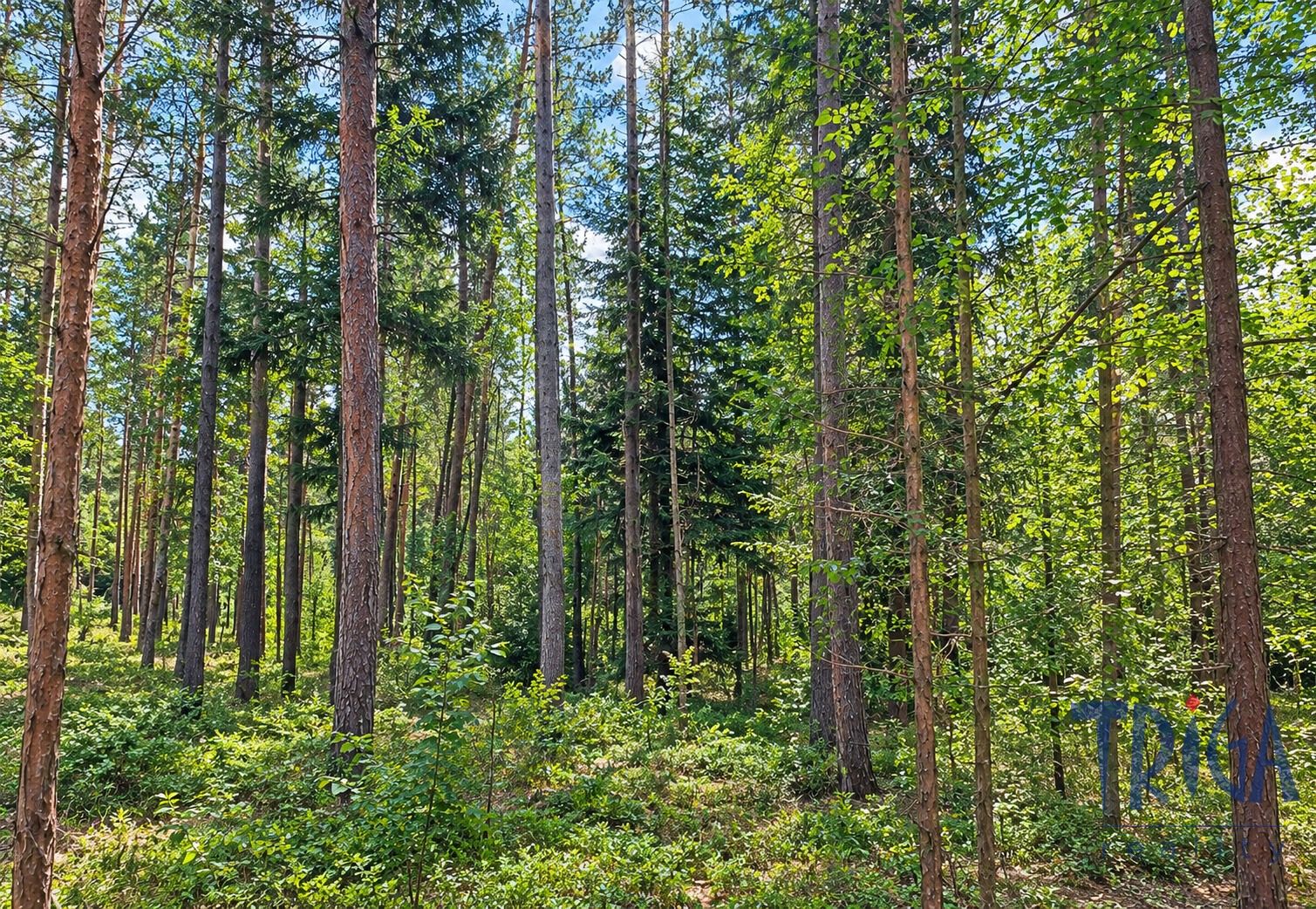Lesy, Bohuslavice, 10 962 m² - 1