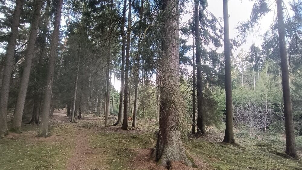 Les · 13 783 m² · Ledenická-Škarda, Srubec - 4