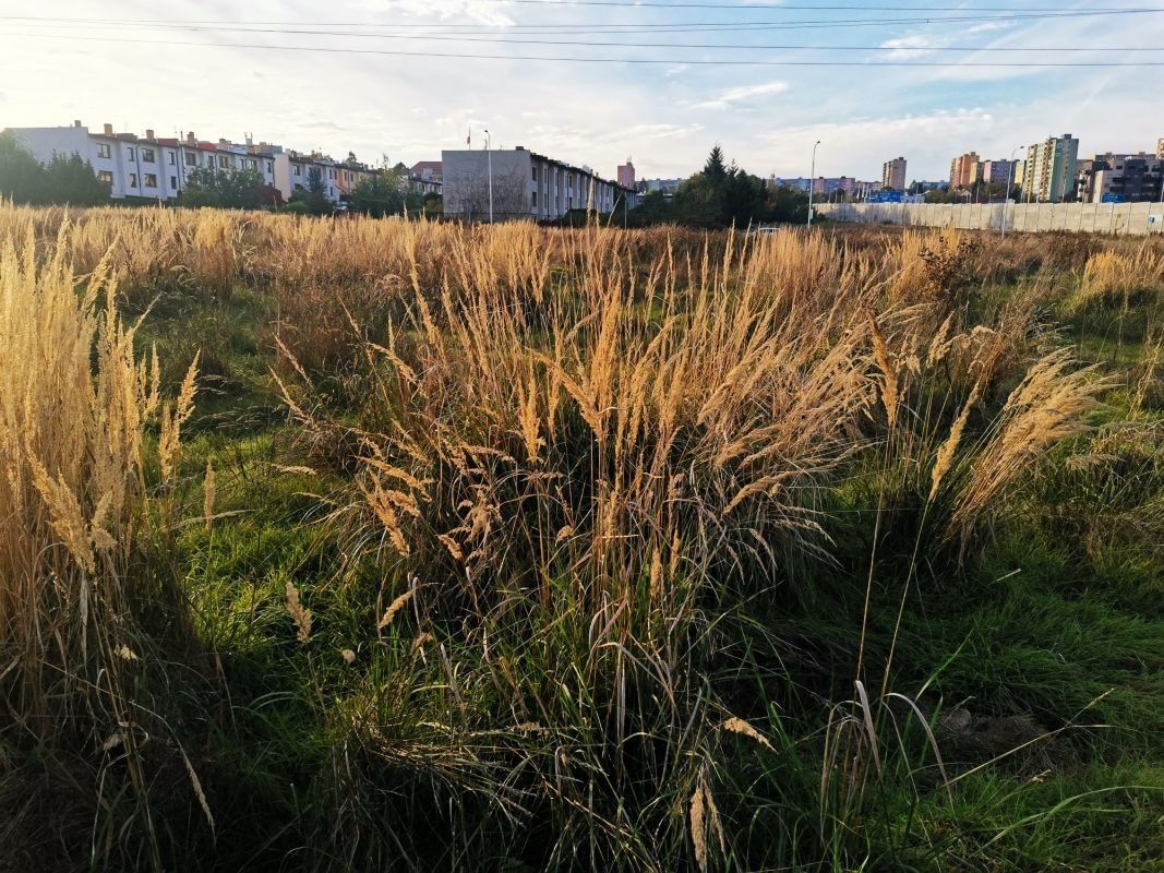 Prodej pozemek pro bydlení - Plzeň, 1 513 m² - 5