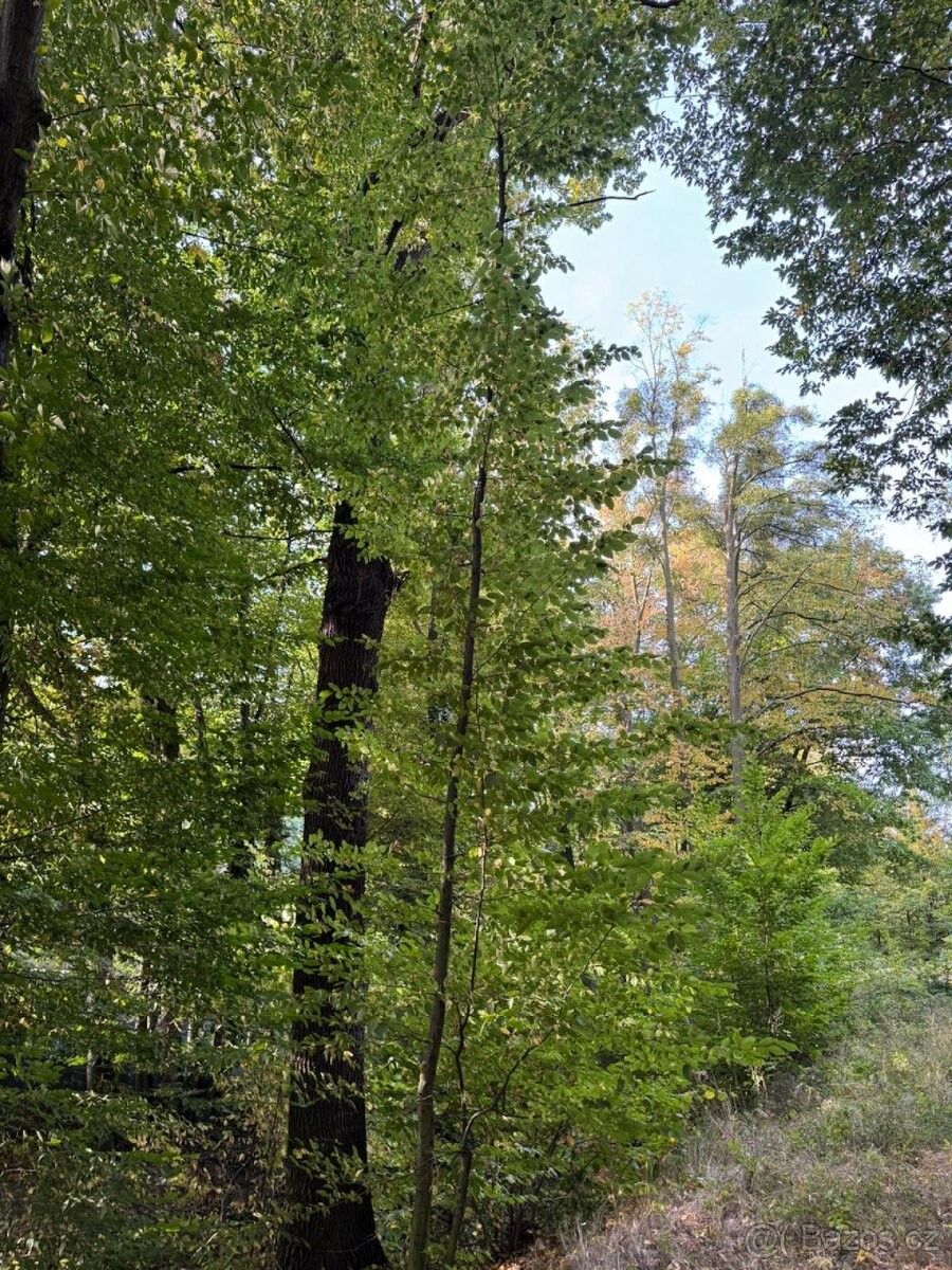 Prodej pozemek pro bydlení - Háj ve Slezsku, 747 92