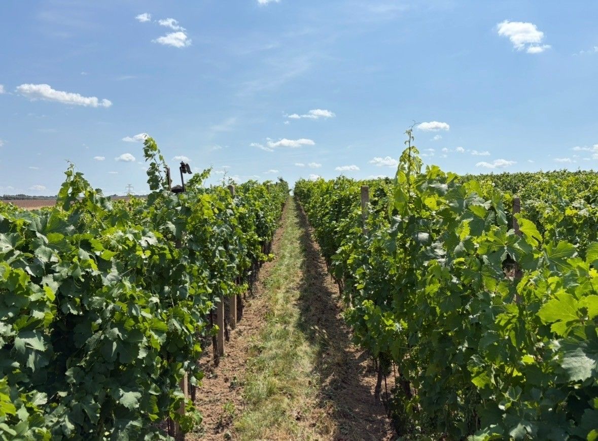 Pozemky pro bydlení, Znojmo, 669 02