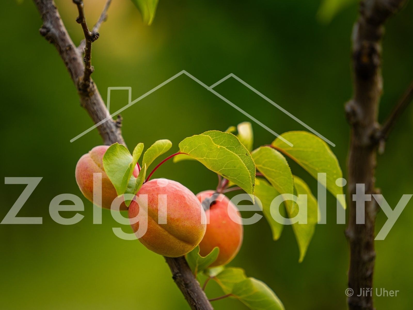 Prodej pozemek - Mistřín, Svatobořice-Mistřín, 3 m²