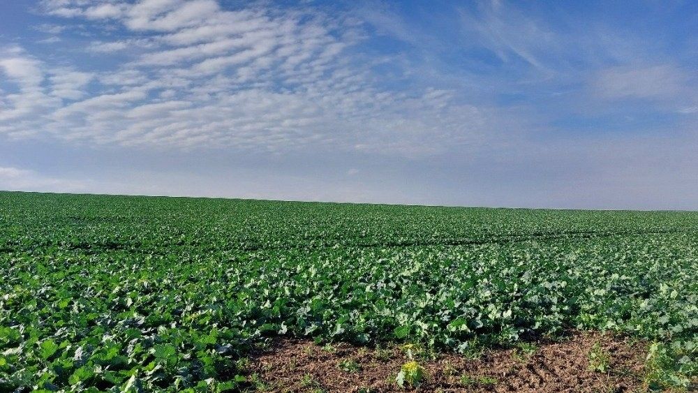 Prodej zemědělský pozemek - Třebíz, 50 474 m²