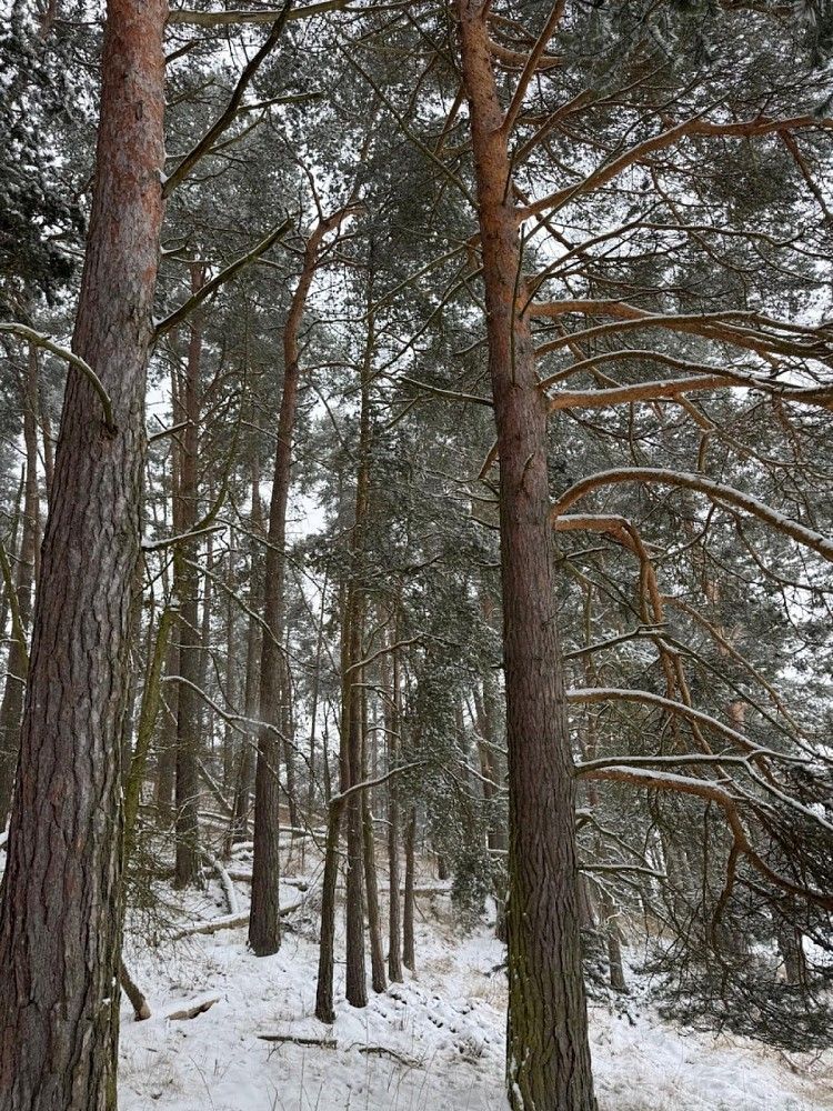 Prodej les - Nýřany, okres Plzeň-sever, Plzeňský kraj - 5