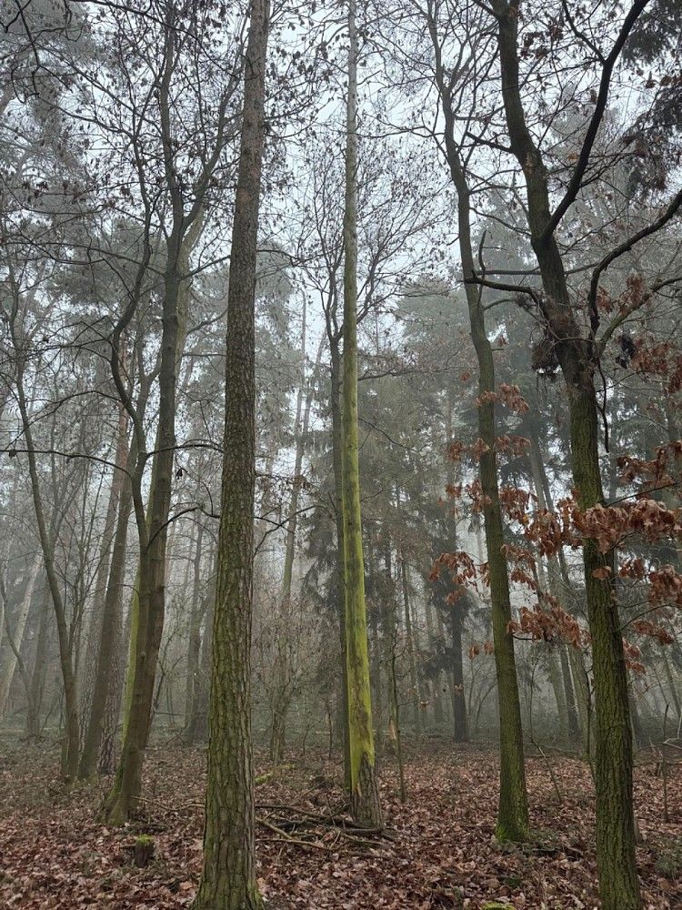Les, 5 759 m²