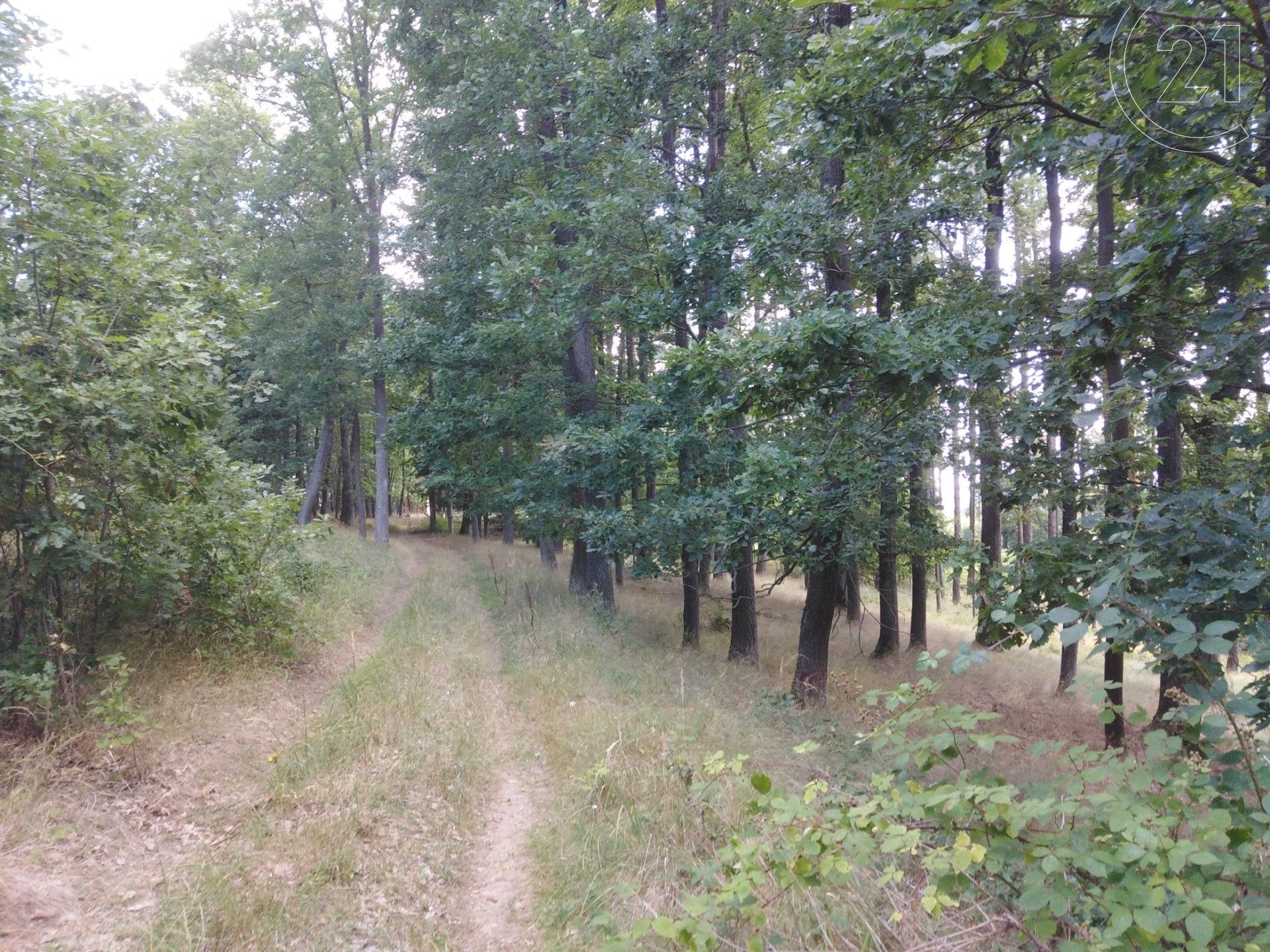 Prodej les - Jamné, Tišnov, 4 247 m²