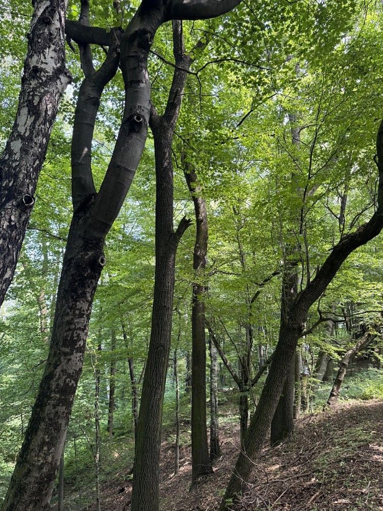Prodej les - Horní Bříza, okres Plzeň-sever - 5