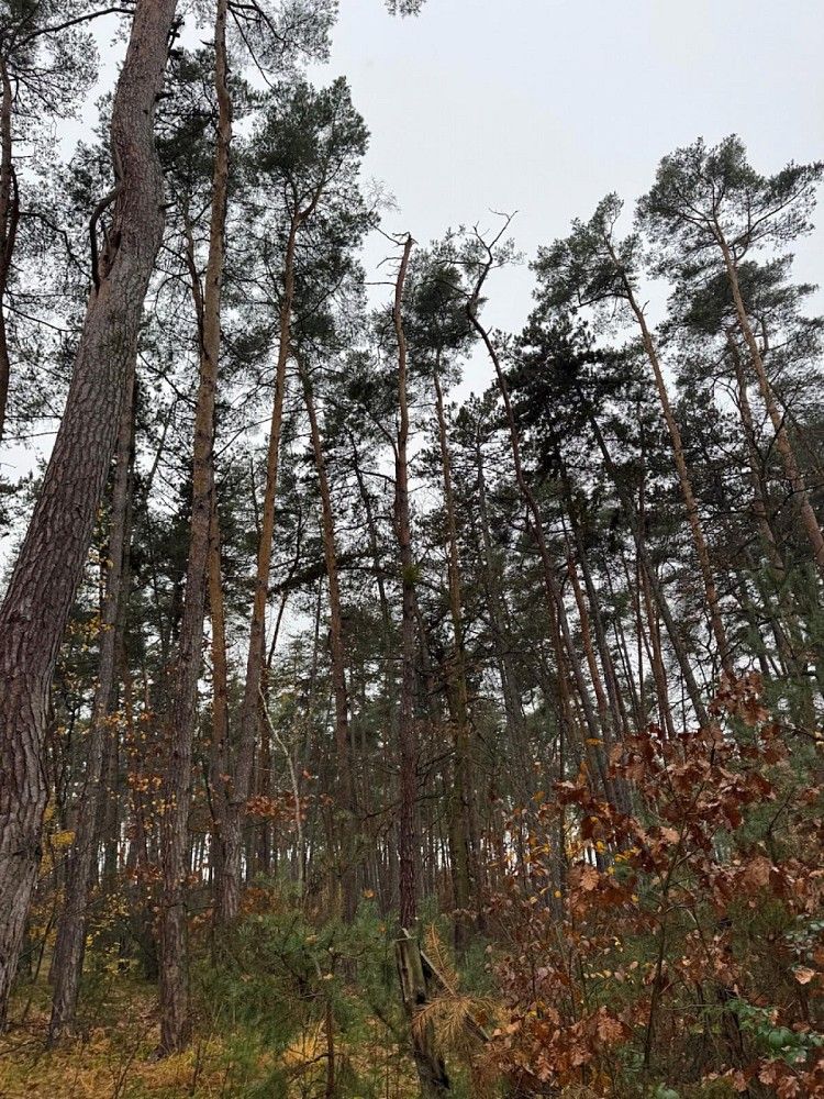Prodej les - Třebestovice - Drnovice, okres Nymburk, Středočeský kraj - 2