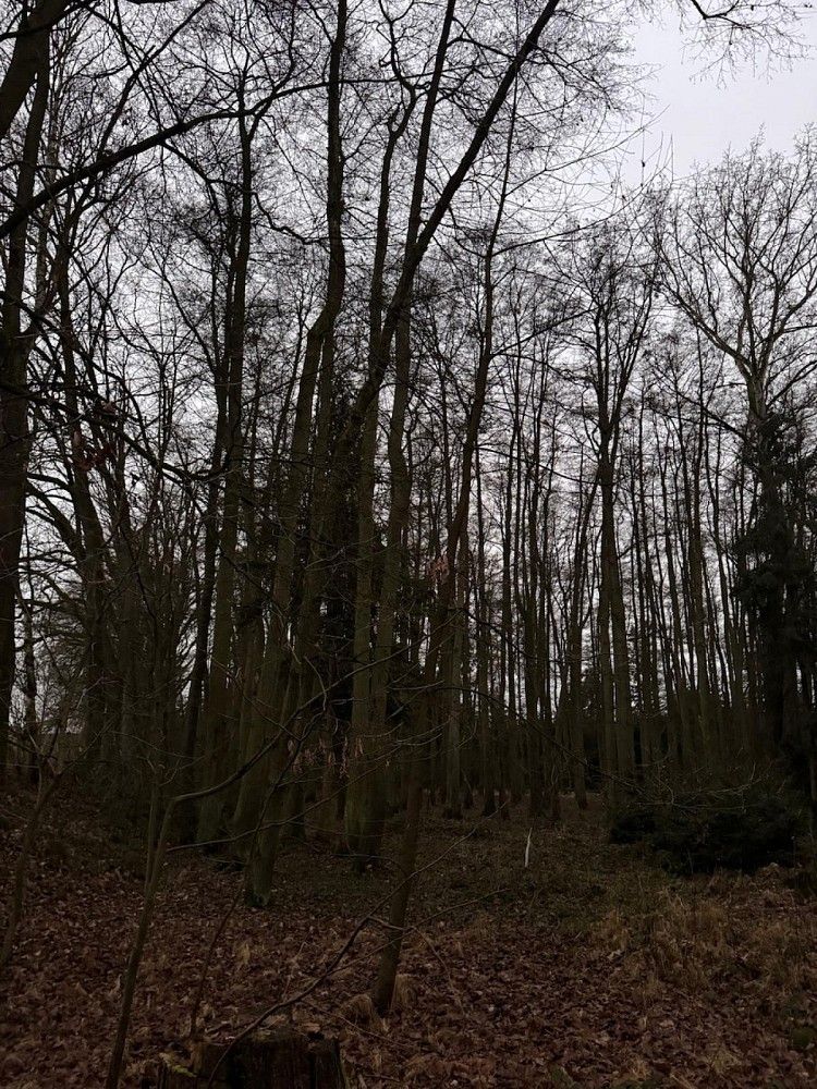 Lesy, Předslav - Rumburk 1, okres Klatovy, Plzeňský kraj - 2