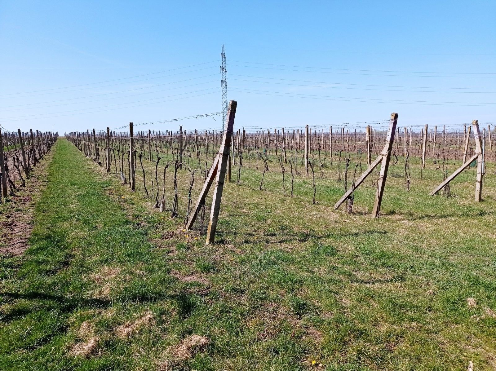 Pozemek · 2 818 m² · Valtice - 3