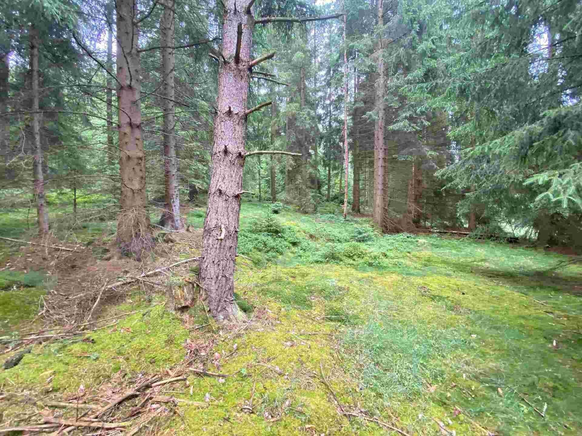 Prodej zemědělský pozemek - Krásná, 11 m²