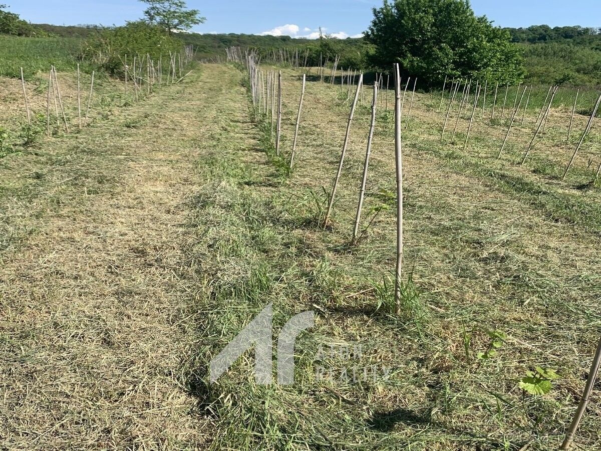 Pozemky pro bydlení, Křepice u Hustopečí, 691 65 - 2