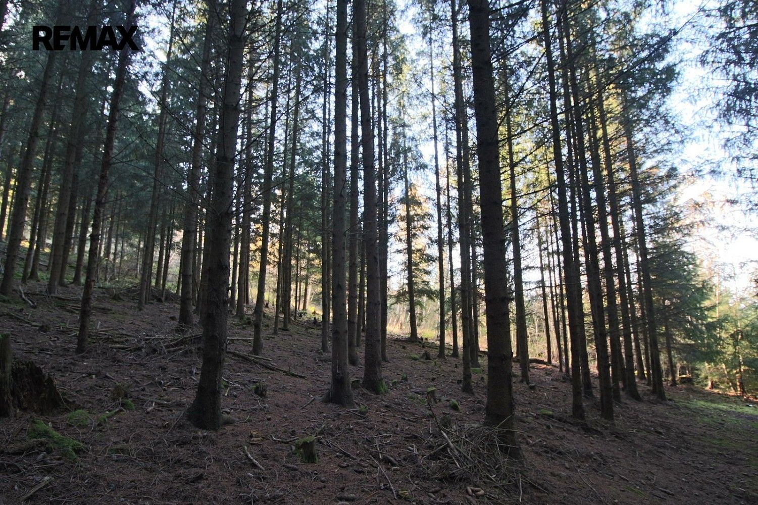 Prodej les - Myslív, okres Klatovy, Plzeňský kraj - 5